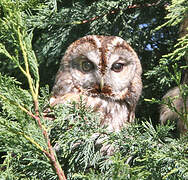 Tawny Owl