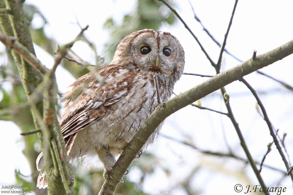 Tawny Owl male adult, pigmentation