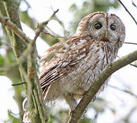 Tawny Owl