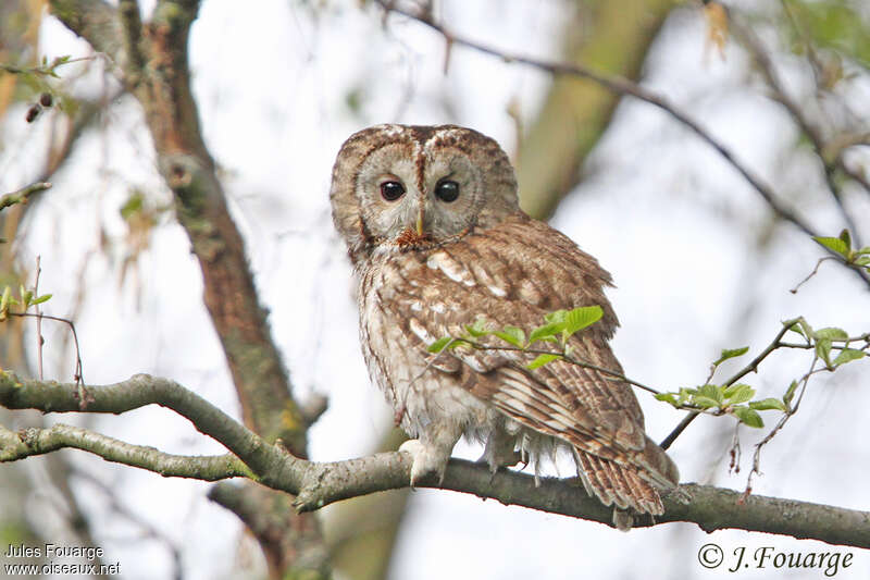 Tawny Owl male adult, identification