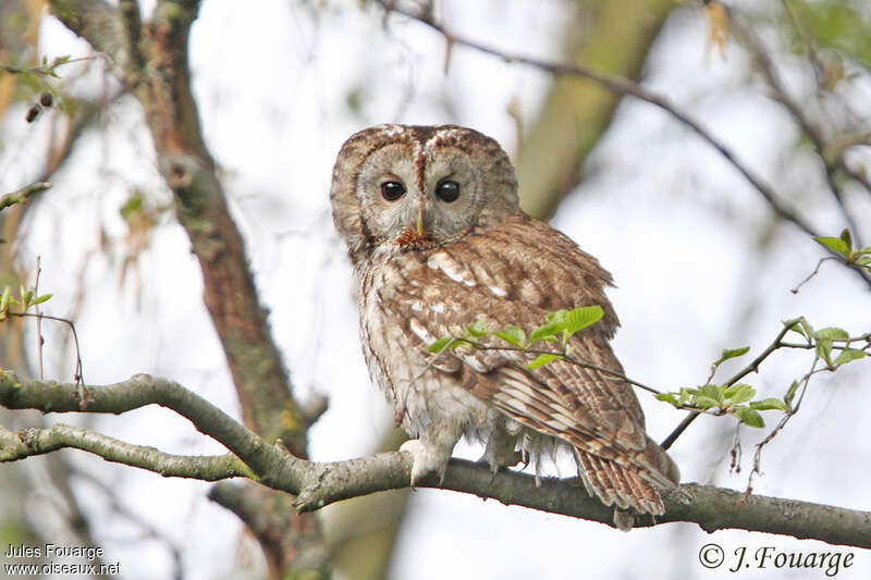 La chouette hulotte – En forêt avec Manon