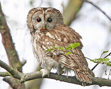 Tawny Owl