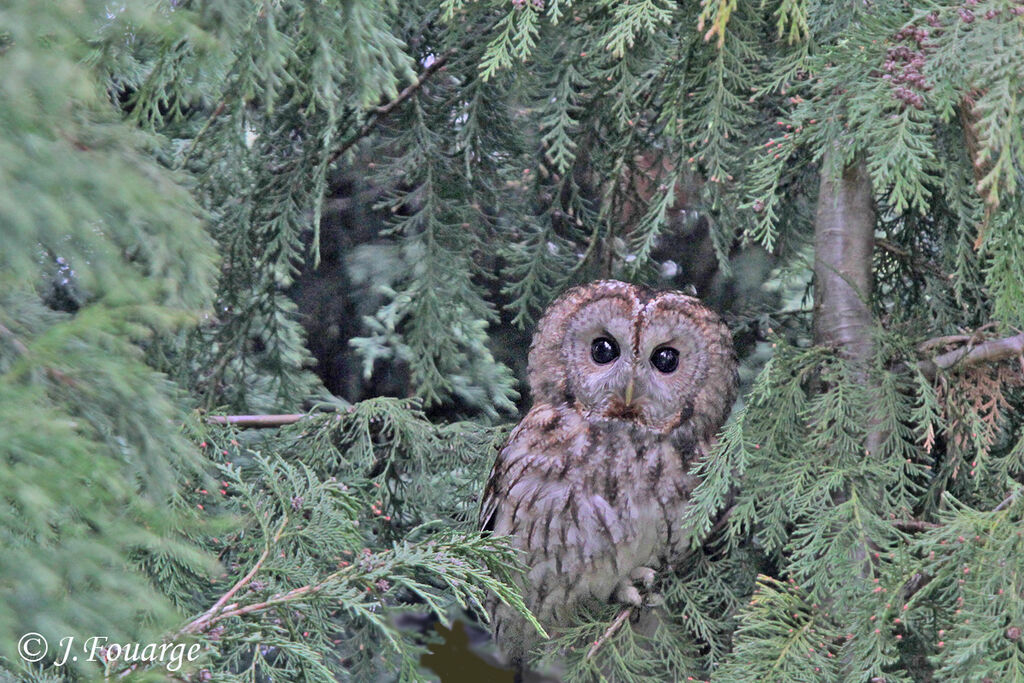 Chouette hulotte mâle adulte, identification