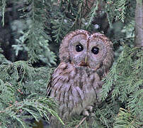 Tawny Owl