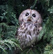 Tawny Owl