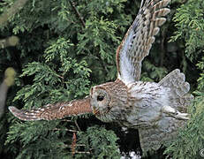 Tawny Owl