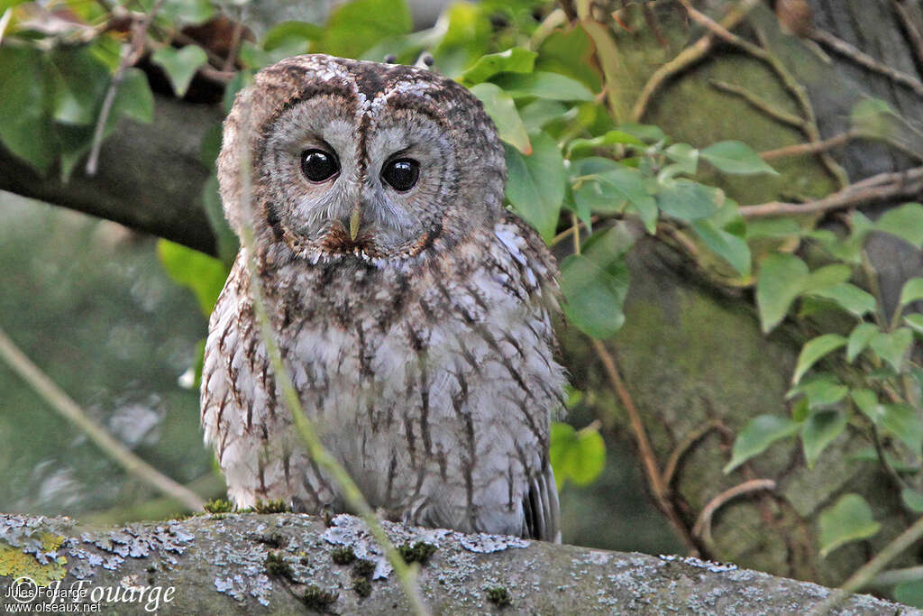 Chouette hulotte mâle adulte, portrait