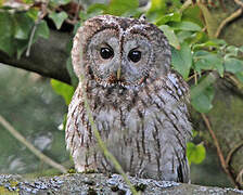 Tawny Owl