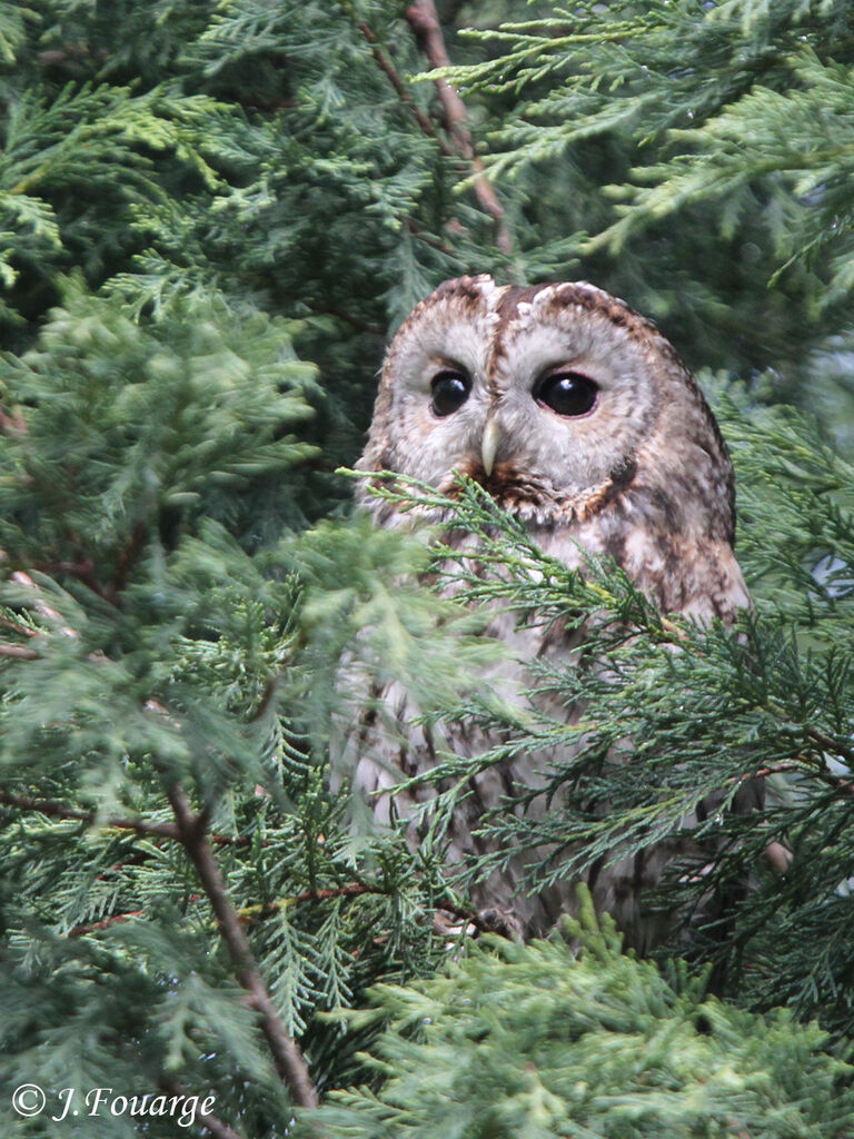 Chouette hulotte, identification, Nidification