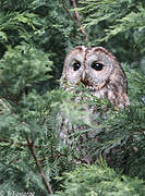 Tawny Owl