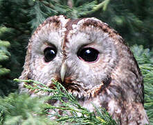 Tawny Owl