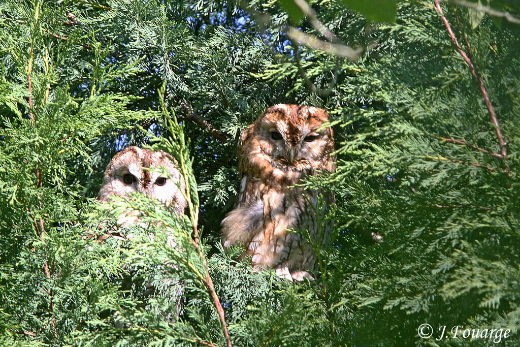 Chouette hulottejuvénile, identification, Nidification