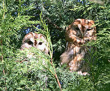 Tawny Owl