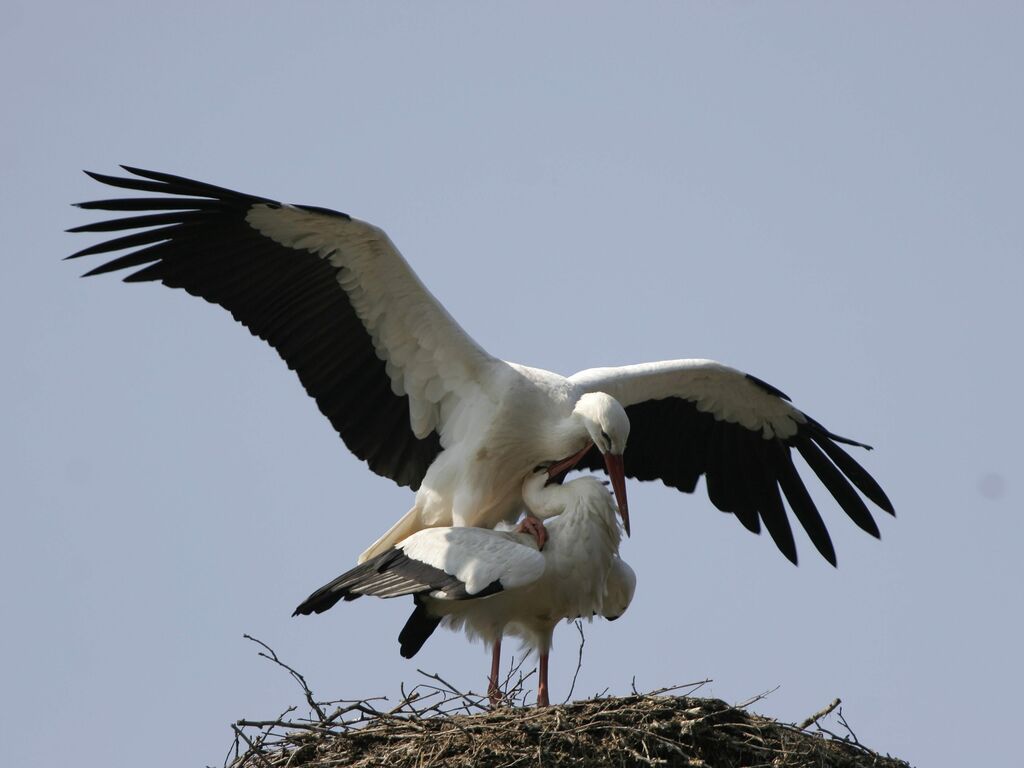 Cigogne blanche adulte