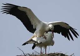 White Stork