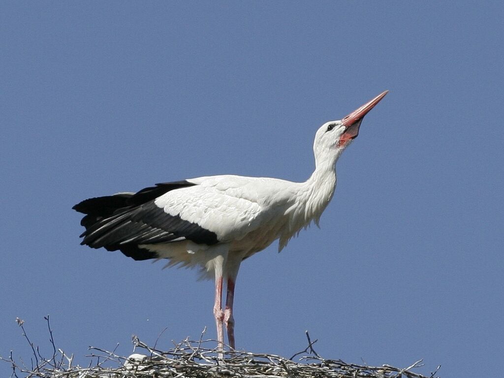 White Storkadult