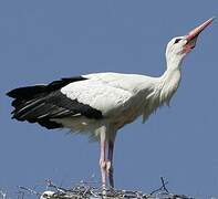 White Stork