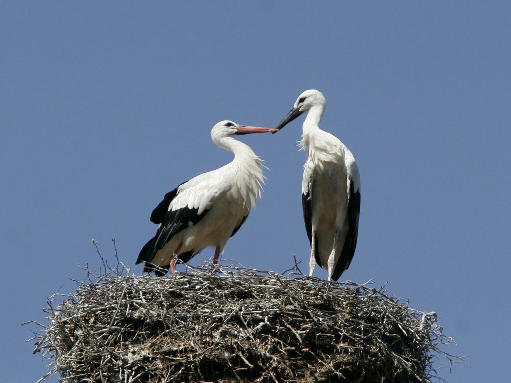 White Stork