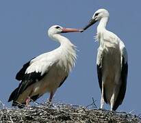 Cigogne blanche