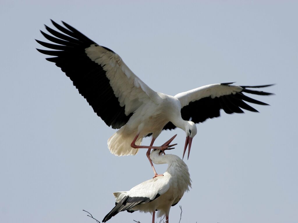 Cigogne blanche adulte