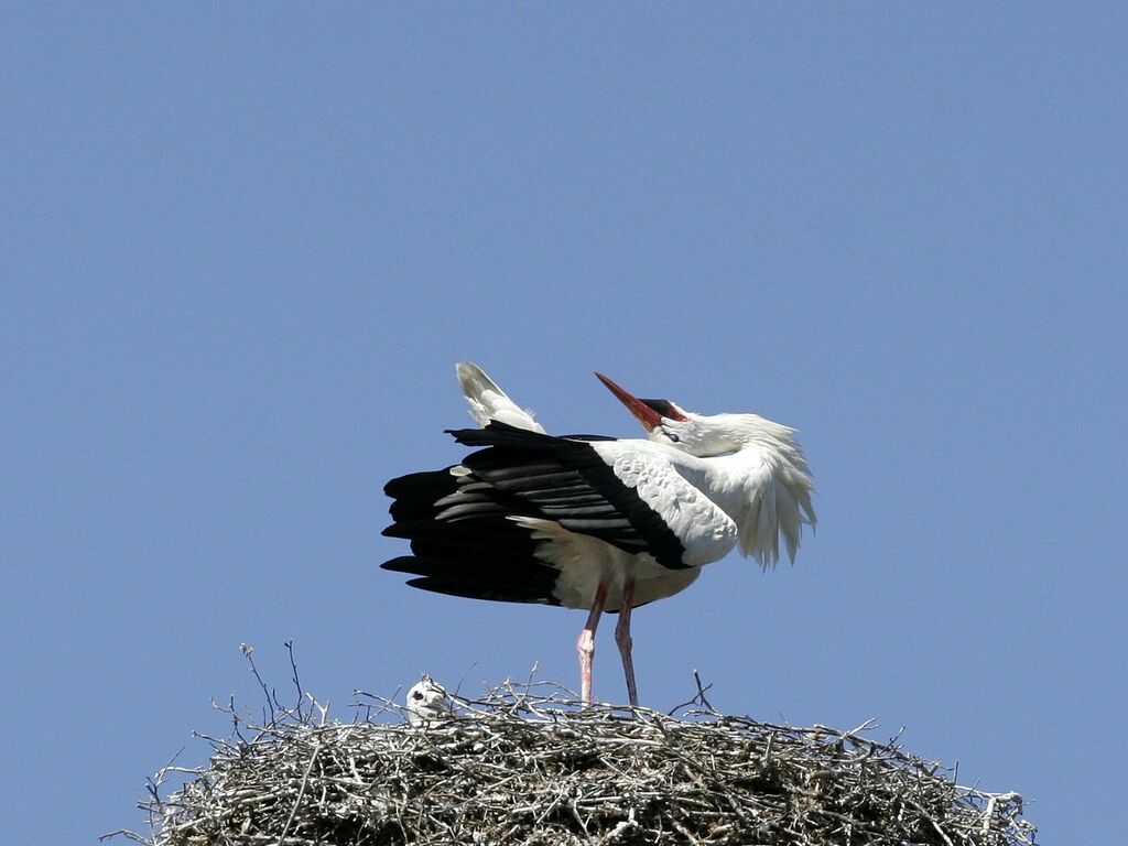 White Storkadult