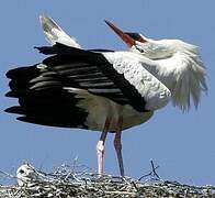 Cigogne blanche