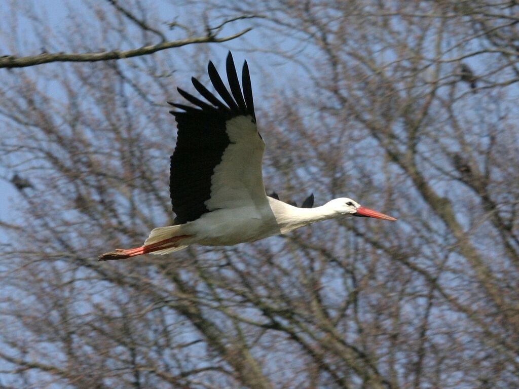 Cigogne blancheadulte