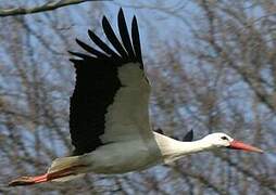 Cigogne blanche