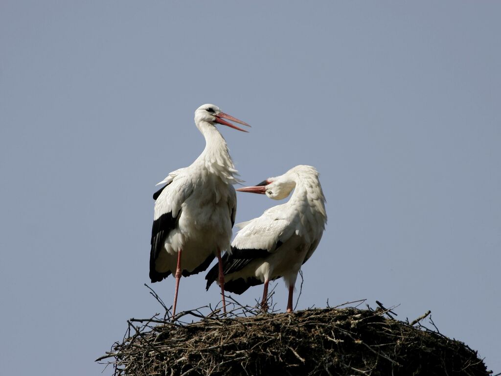 White Stork adult