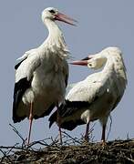 White Stork