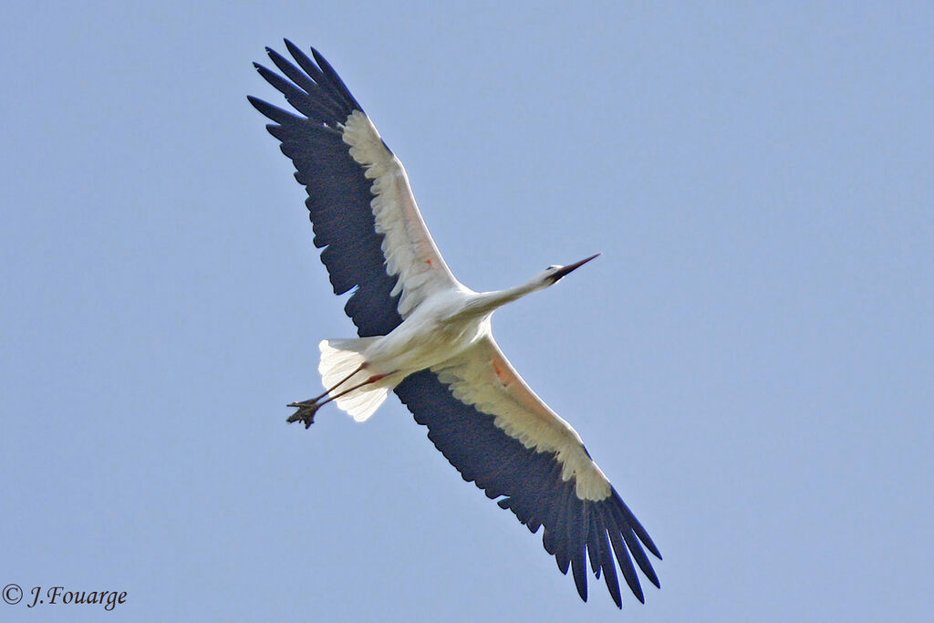 White Stork