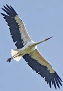 White Stork