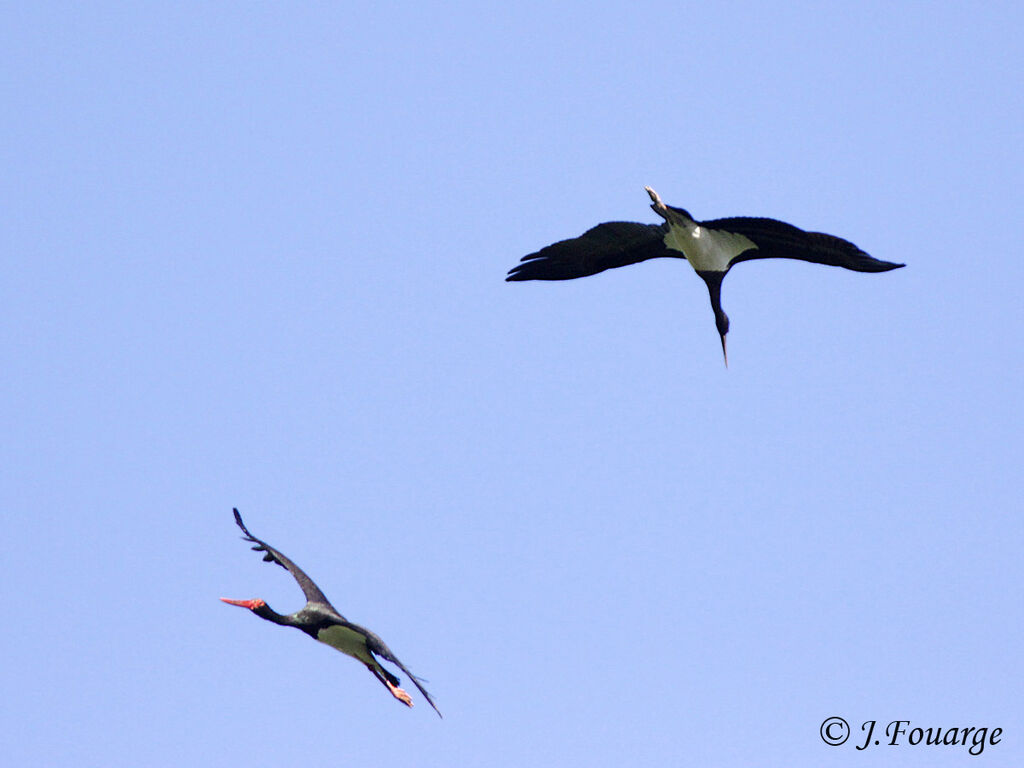 Black Stork