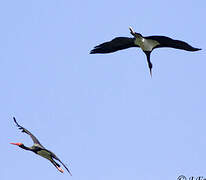 Black Stork