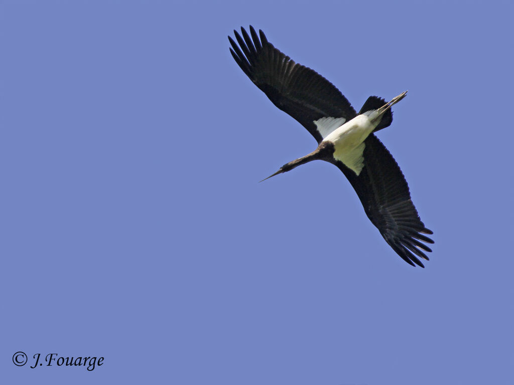 Cigogne noirejuvénile, identification