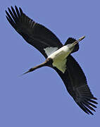 Black Stork