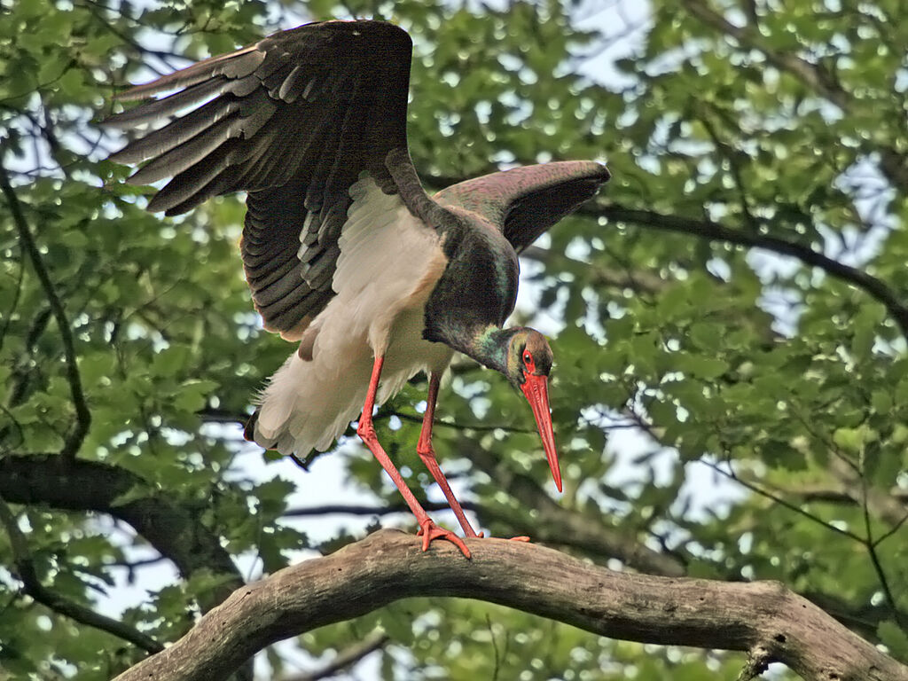 Cigogne noireadulte, Nidification