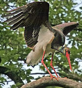 Black Stork