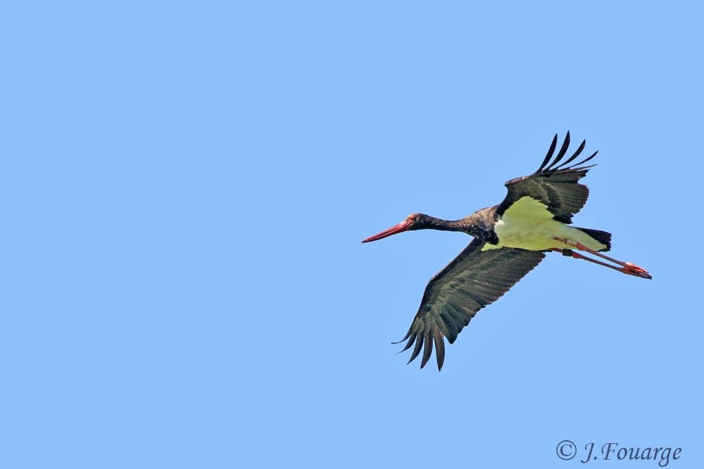 Black Stork, Flight