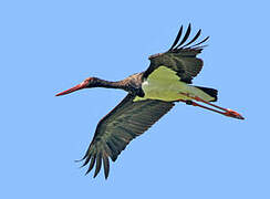 Black Stork