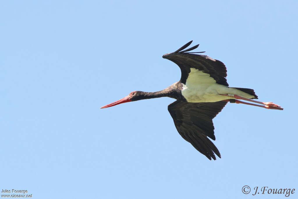 Cigogne noireadulte, Vol