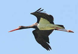 Black Stork