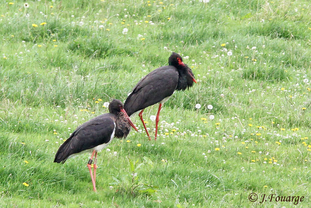 Cigogne noireadulte, identification, Comportement