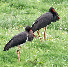 Cigogne noire