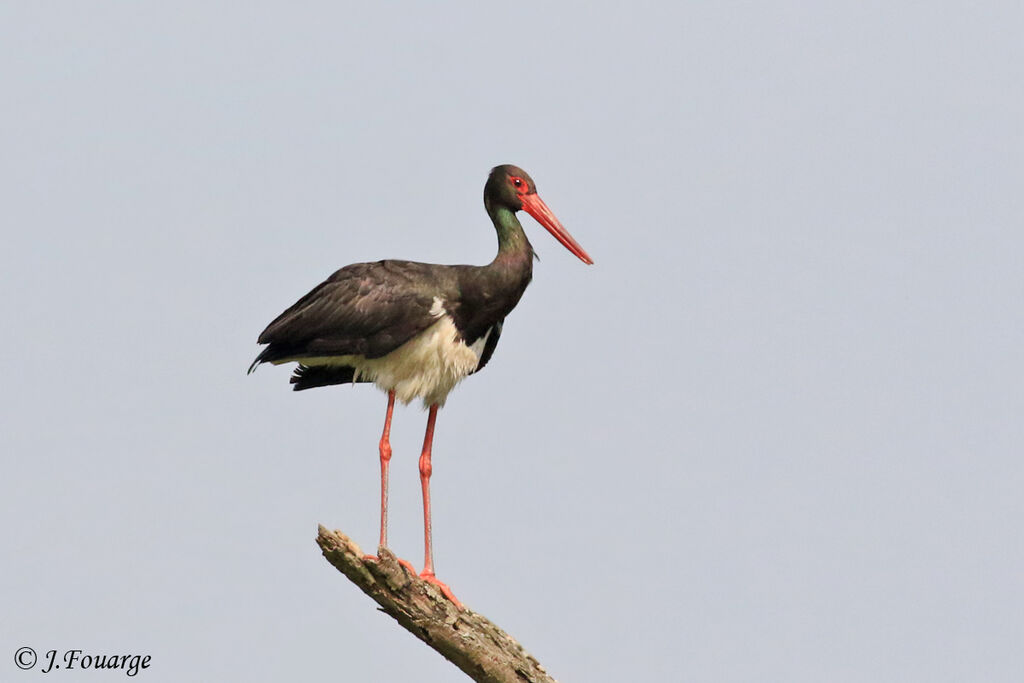 Cigogne noire