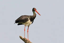 Black Stork