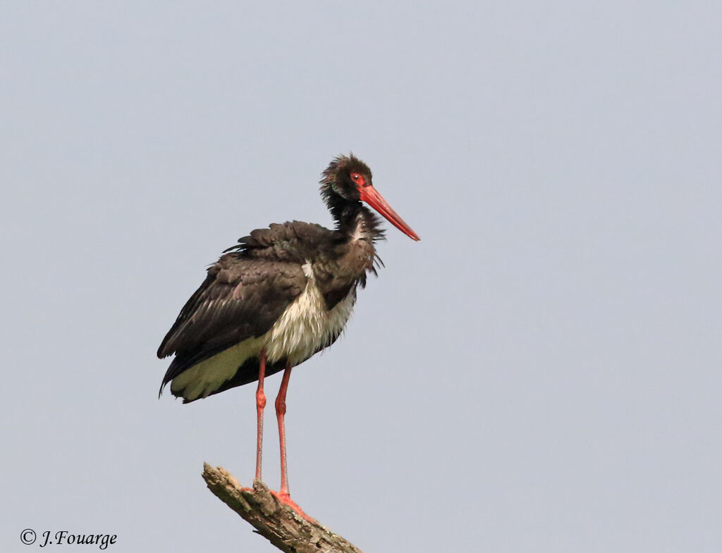 Black Storkadult, identification