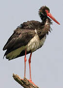 Black Stork