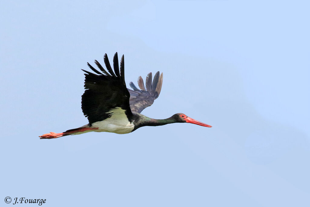 Black Storkadult, Flight