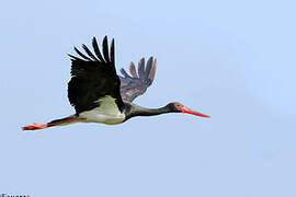 Black Stork